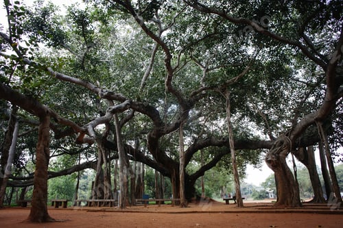 Preview: Famous Banyan Tree In Auroville, India
