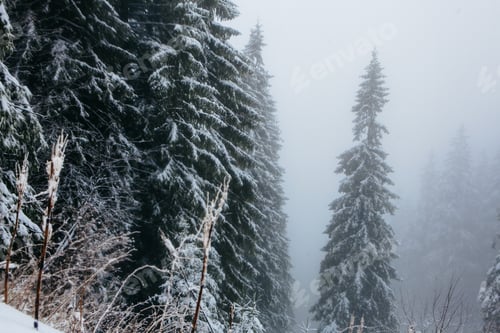 Preview: Snow Covered Trees In The Winter Forest With Road