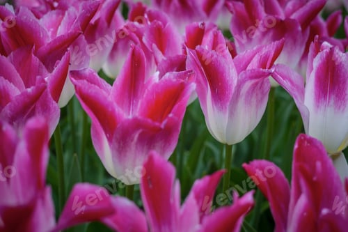 Preview: Pink Tulips In Spring Field