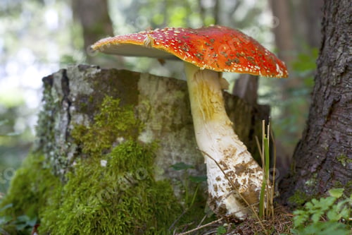Preview: Large Red Mushroom / Toadstool Standing In The Forest