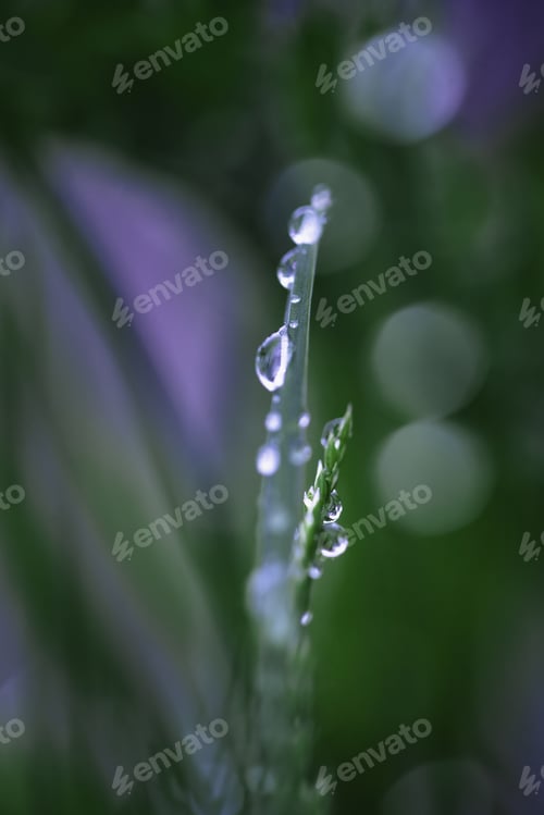 Preview: Dew Drops Close Up