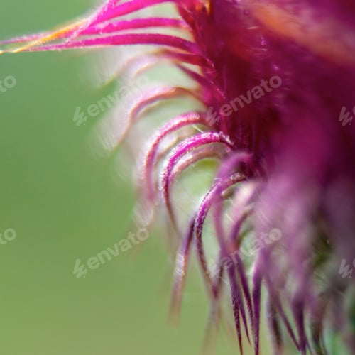 Preview: Closeup Of A Milk Thistle Flower