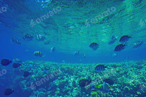 Preview: Underwater Life Of The Red Sea,, - Fishes And Carals, Egypt
