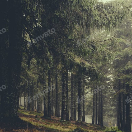 Preview: Vintage Foggy Forest Background