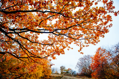 Preview: Beautiful Colorful Autumn Leaves / Green, Yellow, Orange, Red