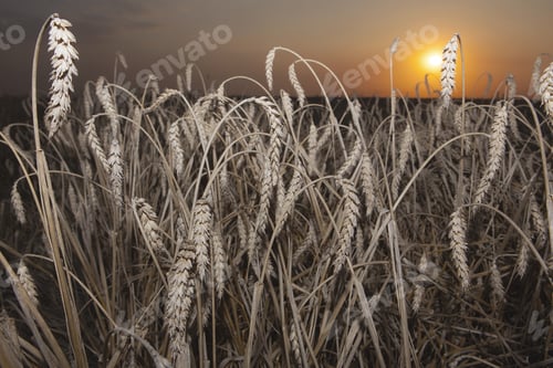 Preview: Backdrop Of Ripening Ears Of Yellow Wheat Field On The Sunset Cloudy Orange Sky Background Copy