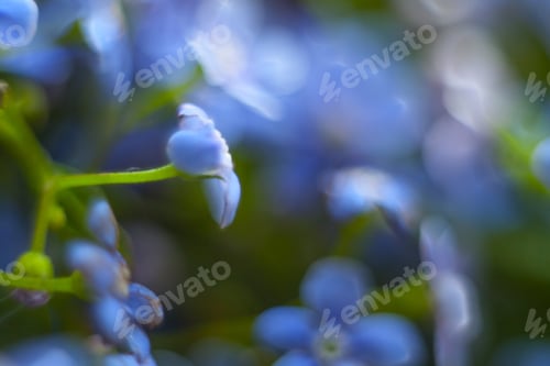 Preview: Macro Of Forget-Me-Not Flower