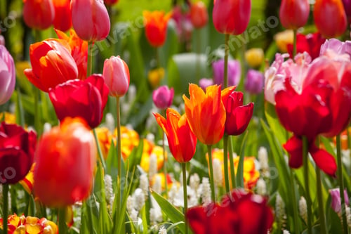 Preview: Colorful Tulips In The Park.