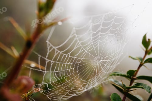 Preview: Spider Net With Water Drops, Early Morning Fog