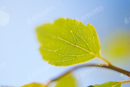 Preview: Fresh Green Leaf In Spring