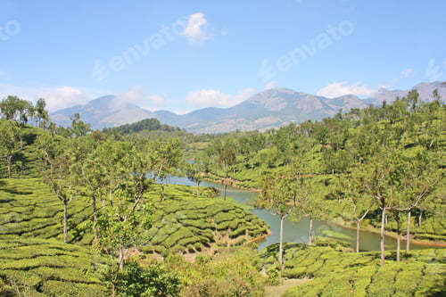 Preview: Mountains And Tea Plantations. Munnar, Kerala, India