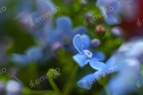Preview: Macro Of Forget-Me-Not Flower