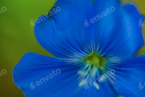 Preview: Close-Up Of Blue Flax Flower. Macro