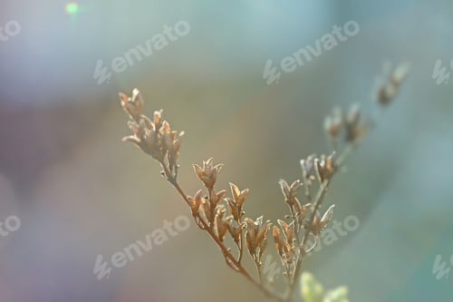 Preview: First Leafes And Kidneys In Spring Inbright Sunlight