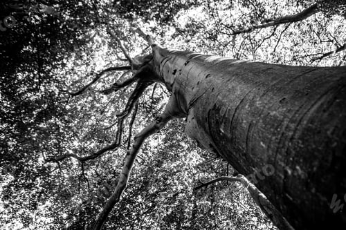 Preview: Black And White Graphical Natural Background Of Trees In Summer