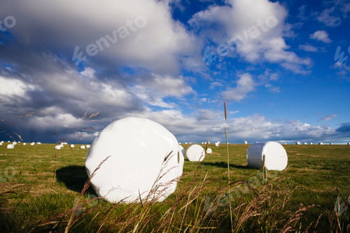 Preview: Field With Hay Rolls, Icelandic Nature