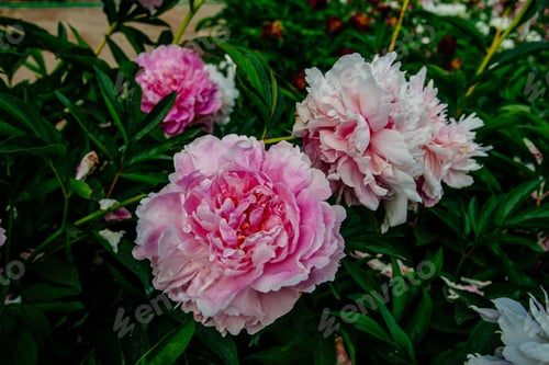 Preview: Beutiful Peony Flower Taken In Botanical Garden In Summer