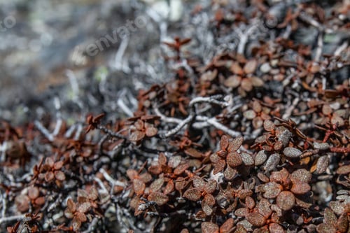 Preview: Stone And Flowers Texture Background, Himalayan Mountains, Nepal