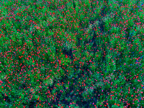Preview: Large Field Of Red Poppy Flowers In Early Summer