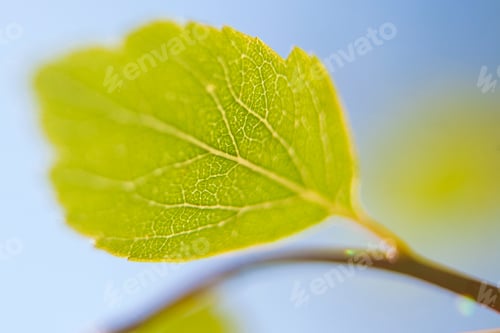 Preview: Fresh Green Leaf In Spring