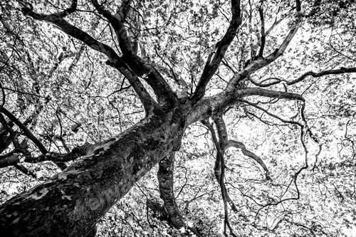 Preview: Black And White Graphical Natural Background Of Trees In Summer