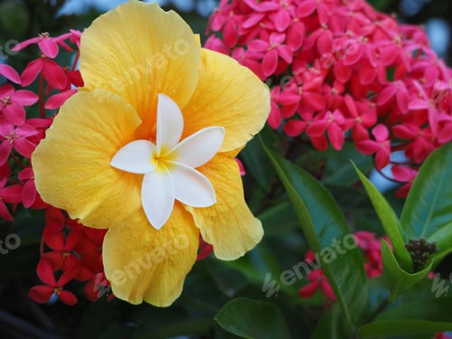 Preview: Beautiful Plumeria Flower Inside Yellow Hibiscus. Black Table Background. View From Above. Copy