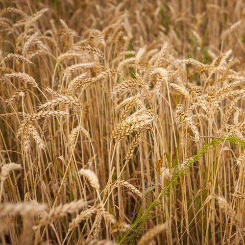 Preview: Field Of Wheat Ready To Be Harvested.