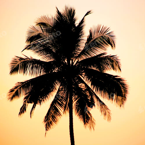 Preview: Tropical Sunset, Palm Trees And Big Sun