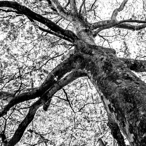 Preview: Black And White Graphical Natural Background Of Trees In Summer