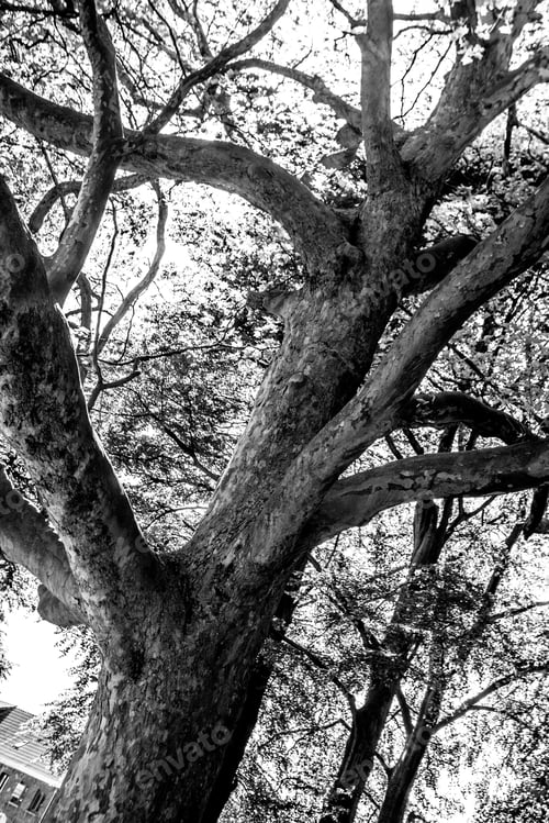Preview: Black And White Graphical Natural Background Of Trees In Summer