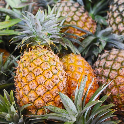 Fresh pineapples ready for market or consumption