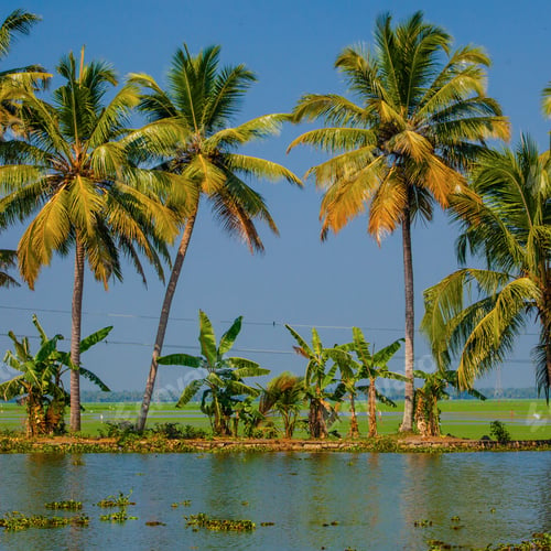 Preview: Beautiful View Of The Backwaters Of Kerala, India