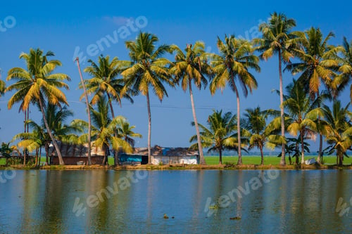 Preview: Palm Trees Taken On The Backwaters Of Kerala, India
