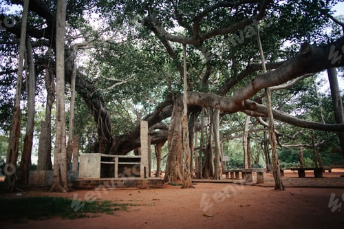 Preview: Famous Banyan Tree In Auroville, India