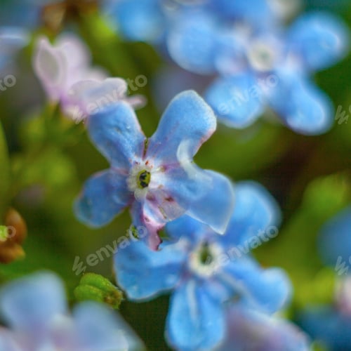 Preview: A Bunch Of Forget Me Nots With Morning Dew Drops