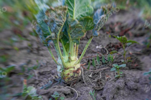 Preview: Cabbage In The Garden,Fresh Kitchen Garden Cabbage