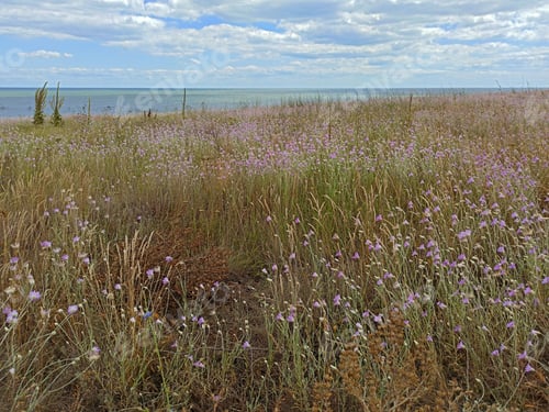 Preview: Beautiful Violet Flower Field With Tree, Sea Nearby