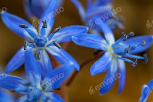 Preview: Scilla Bifolia, The Alpine Squill Blue Flower In Early Spring, Macro Photo