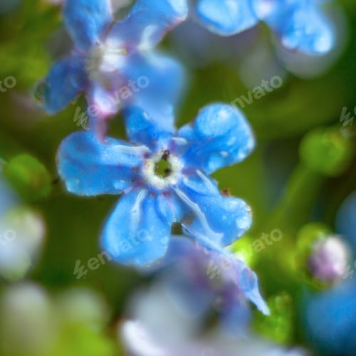 Preview: A Bunch Of Forget Me Nots With Morning Dew Drops