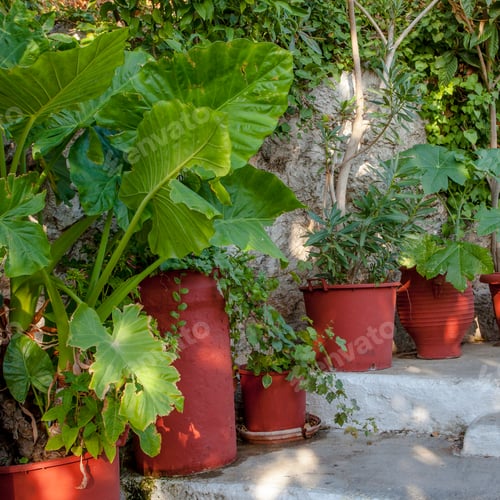 Preview: Flowerpots With Plantson Old Thin Streets In Center Of Athens; Greece;