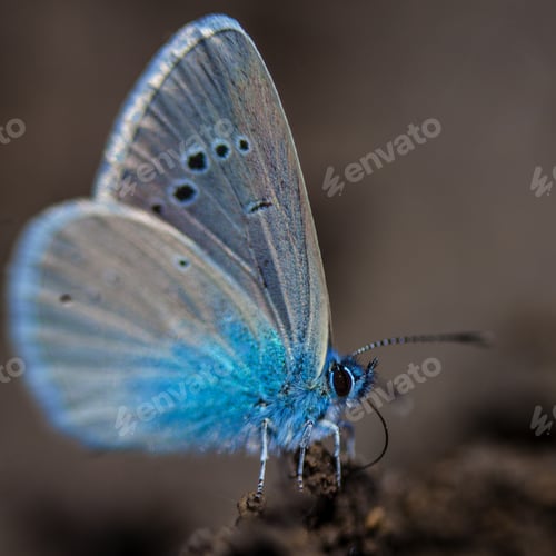 Preview: Karner Blue Butterfly (Polyommatus Icarus) Macro.