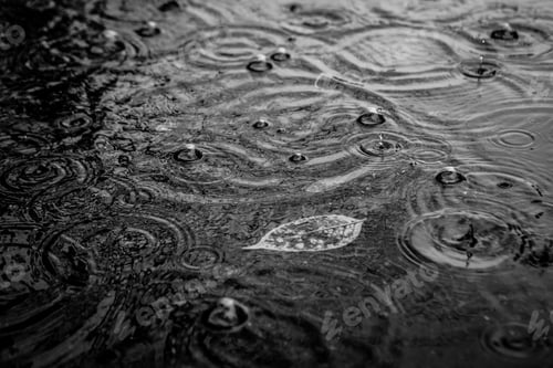 Preview: Autumn Leaf In Puddle
