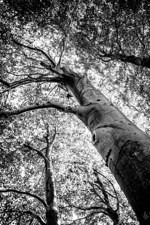 Preview: Black And White Graphical Natural Background Of Trees In Summer