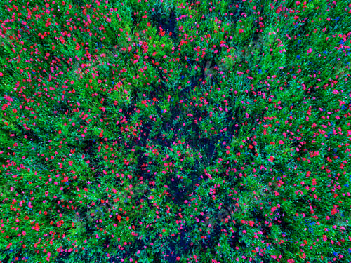 Preview: Large Field Of Red Poppy Flowers In Early Summer