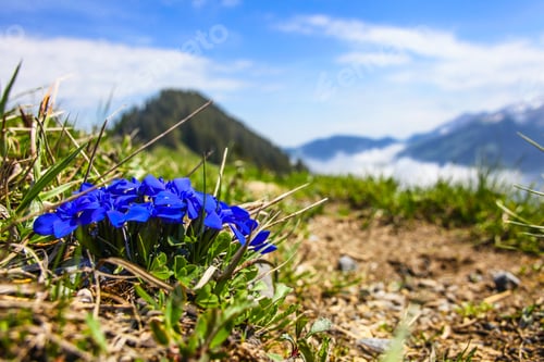Preview: Swiss Alps Mountains Spring Landscape