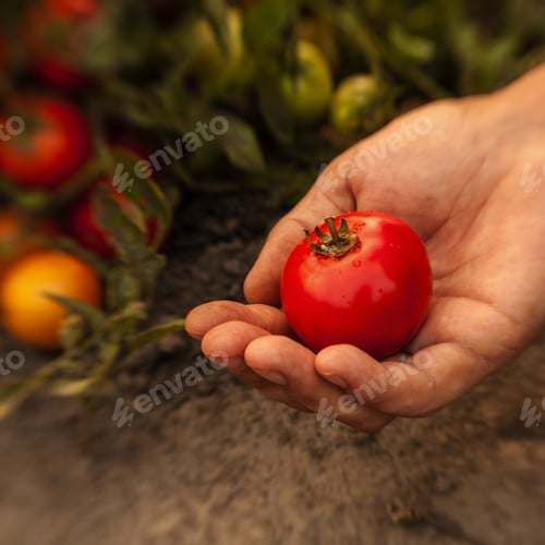 Preview: Farmers Hands With Freshly Harvested Tomatoes.
