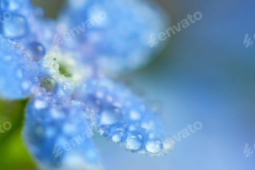Preview: A Bunch Of Forget Me Nots With Morning Dew Drops