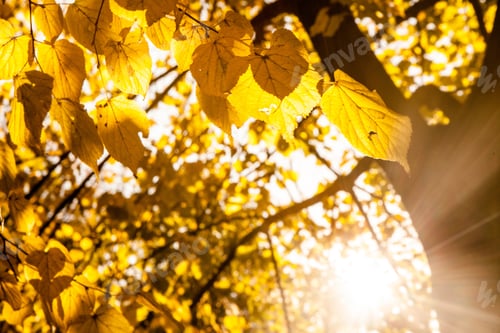Preview: A Picture Of A Tree With Yellow Leaves