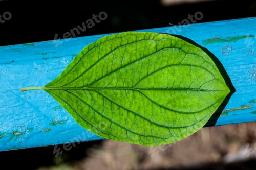 Preview: Green Leaf With Structure, On The Blue Wooden Background