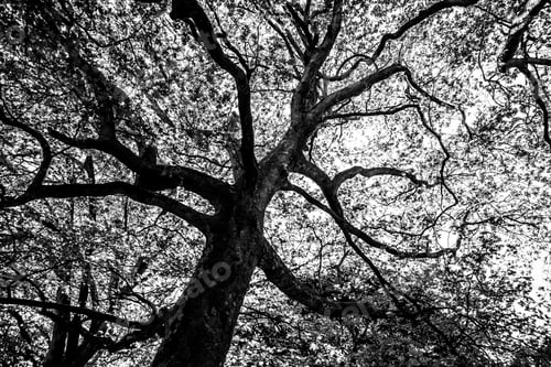 Preview: Black And White Graphical Natural Background Of Trees In Summer